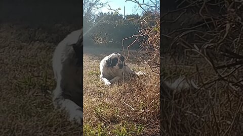 A WHITE AND BLACK DOG IN A YARD (12/03/23)