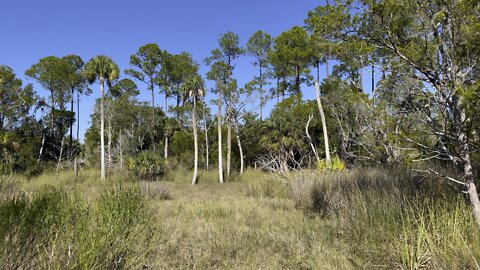 Wood Stork- Lower Suwannee National Wildlife Refuge- #DolbyVision #FYP #4K