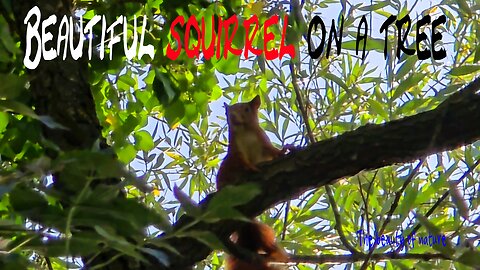 Beautiful squirrel on a tree / beautiful brown squirrel in nature.