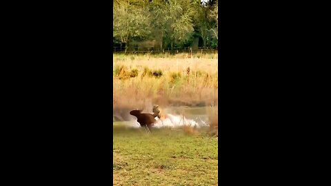 super Animal 🐅🦁🐫shorts video