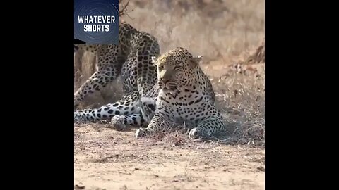 The Awakening: A Playful Pursuit of Attention #shorts #animals #leopard #funny