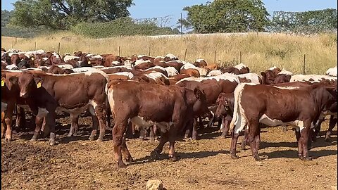 Pinzgauer weaners in the Mooketsi #farmlife