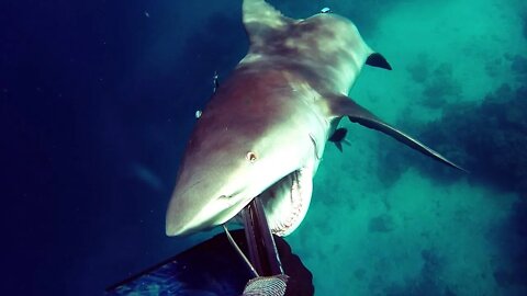 Bull SHARK attack in DIVER #shorts