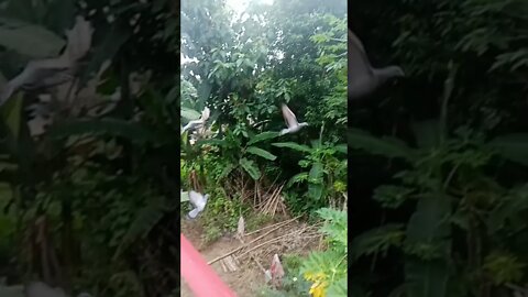 Kabutar Flight #shorts #cute #pigeonlover #birds #pigeon #cats