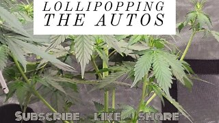 Lollipopping the Autos