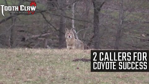 2 Callers for Coyote Success - Coyote Hunting