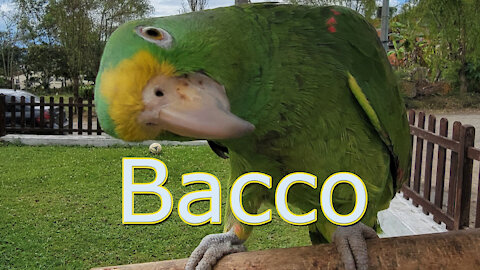 Buenos Dias, Bacco!