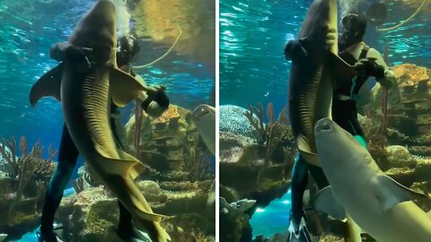 Scuba Diver Dances With Shark Inside An Aquarium