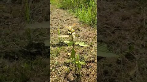 Baby Kratom Tree