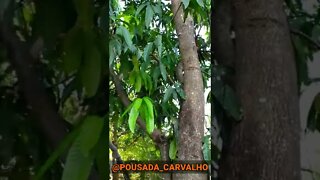 POUSADA CARVALHO ÁREA VERDE