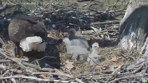 Hays Eagles Mom and H13 see flip flop fish ! 2021 04 04 13 13:09