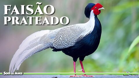 Belas Imagens do FAISÃO PRATEADO (Lophura nycthemera) Silver Pheasant Bird