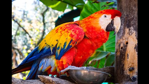 A beautiful parrot imitates the one in front of him