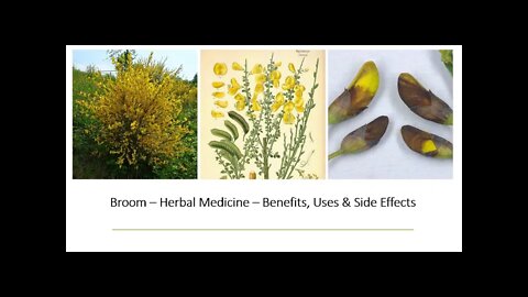 Broom - Herbal Medicine - Benefits, Uses & Side Effects