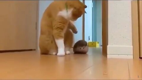 Animal funny videos | Awesome Funny Pet animals video2020