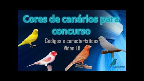 🐔"Canários linha clara - vídeo 01"🐔