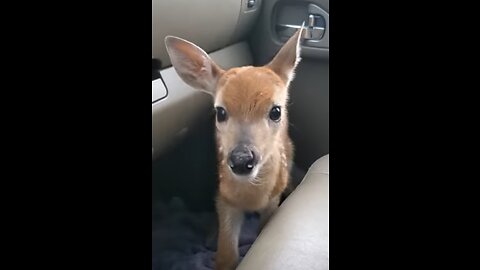 Fawn bleats After being rescued || trending in USA