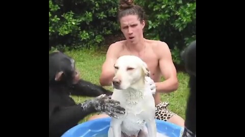 Cute dog takes a bath with Chimpanzees goes viral