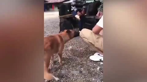 cat 🐈 and dog 🐕 funny video in rumble #cat #dog #and #funny #video #in #rumble