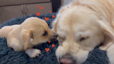 Puppy Loves to lie in bed with a Golden Retriever