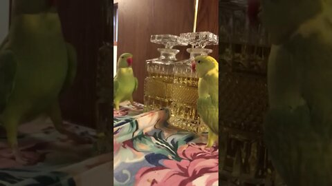 Parrot plays peekaboo with his own reflection