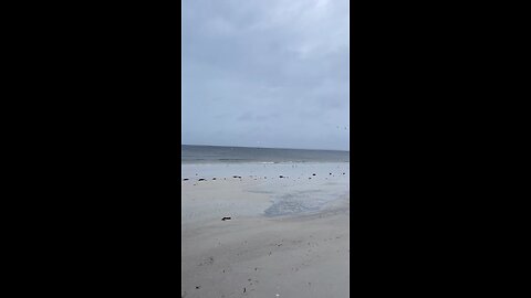 Livestream Clip 2 - Hurricane Ian & Davystingray Crash My Livestream Under Fort Myers Beach Pier!