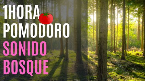 Mercarato - Estudia trabaja conmigo pomodoro 1 hora sonido bosque