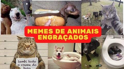 Try Not To Laugh 😂 Video Of Strange Reactions Of Dogs And Cats