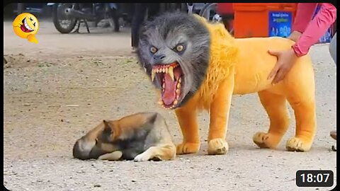 Troll Prank Dog Funny & fake Lion and Fake Tiger Prank To dog & Huge Box Prank to dog