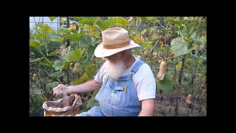 Butternut Squash, STORED for ONE YEAR