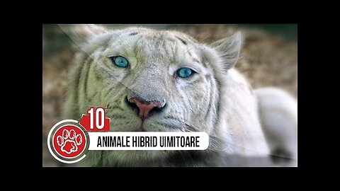 TOP 10 ANIMALE HIBRID UIMITOARE