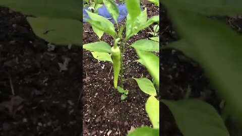 Sweet Banana peppers, purple beauty, golden bell