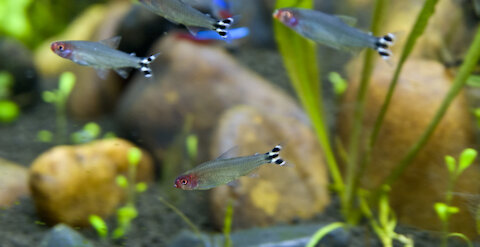 Schooling of rummy nose tetra fish