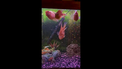 My Parrot Fish!