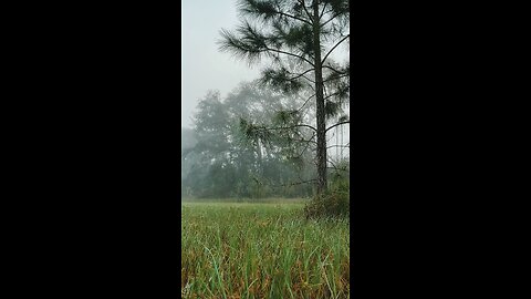 Spiderweb in the Breeze