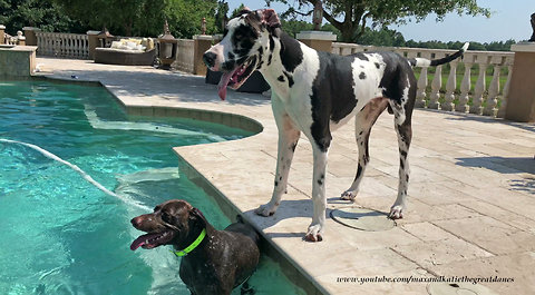 Pointer Dog Shows Great Dane How To Swim In The Pool