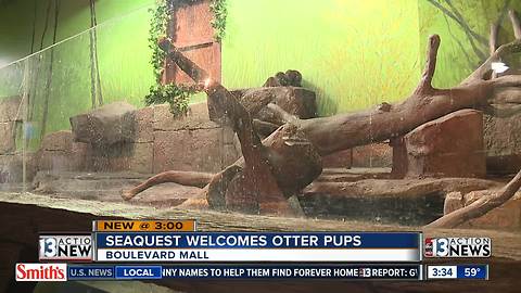 New otter display at SeaQuest