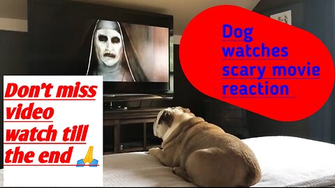 Bull Dog watches Horror movie does something incredible Durning scary scene