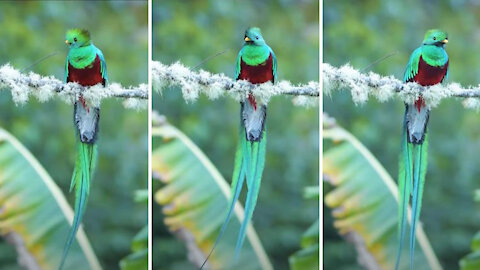 Beautiful Birds | Can You Name this Bird | Beautiful Bird 2