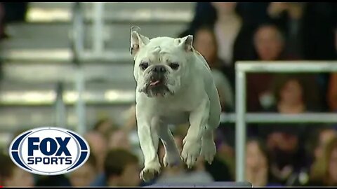 Watch Rudy the Bulldog crush the 2019 WKC Masters Agility course | Doggo SPORTS