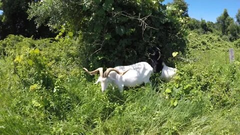 Boer/ Kiko buck goats | Pasture rotation