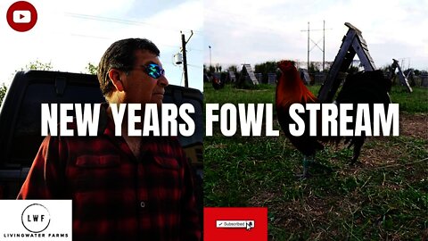 WHAT LWF IS Doing in 2022 // End of Year Fowl STREAM