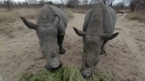 Rescued rhinos come running for their food