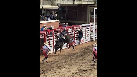 Bull Riding at the Calgary Stampede Rodeo