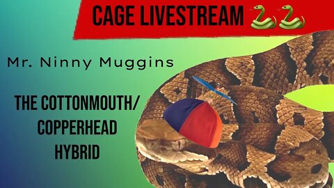 VENOM STREAM- LIVE CAGE VIEW - Ninny muggins the Juvenile Cotton Head Snake #live #cute #snake