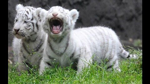 SURPRISING BESTFRIEND WITH BABY TIGERS