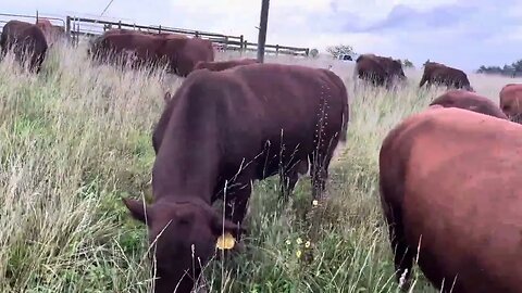 Bull mob is enjoying their new rested paddock with an extended lane to the water tank.