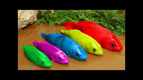 Rainbow Fish Funny Experiment Video - Pink Catfish, Electric Eel | Primitive Cooking