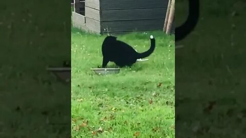 #cat Loves 2 Play with Feathers While Standing on her hind legs #funnycat #shorts