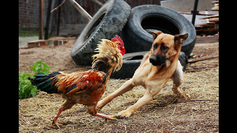 Chicken VS Dog Fight - Funny Dog Fight Videos